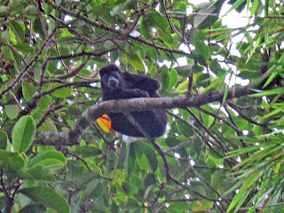 Erica Ridley in Costa Rica: monkeys
