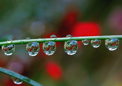 photos of rain droplets