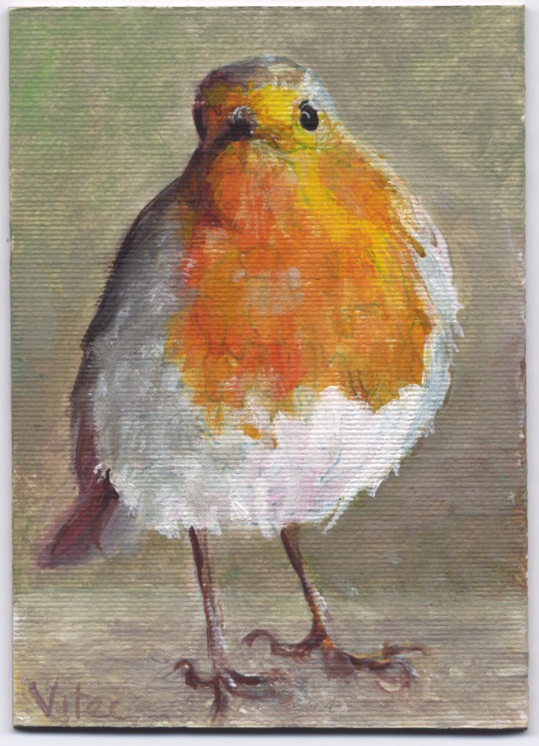 [bird+26+robin+classy.jpg]