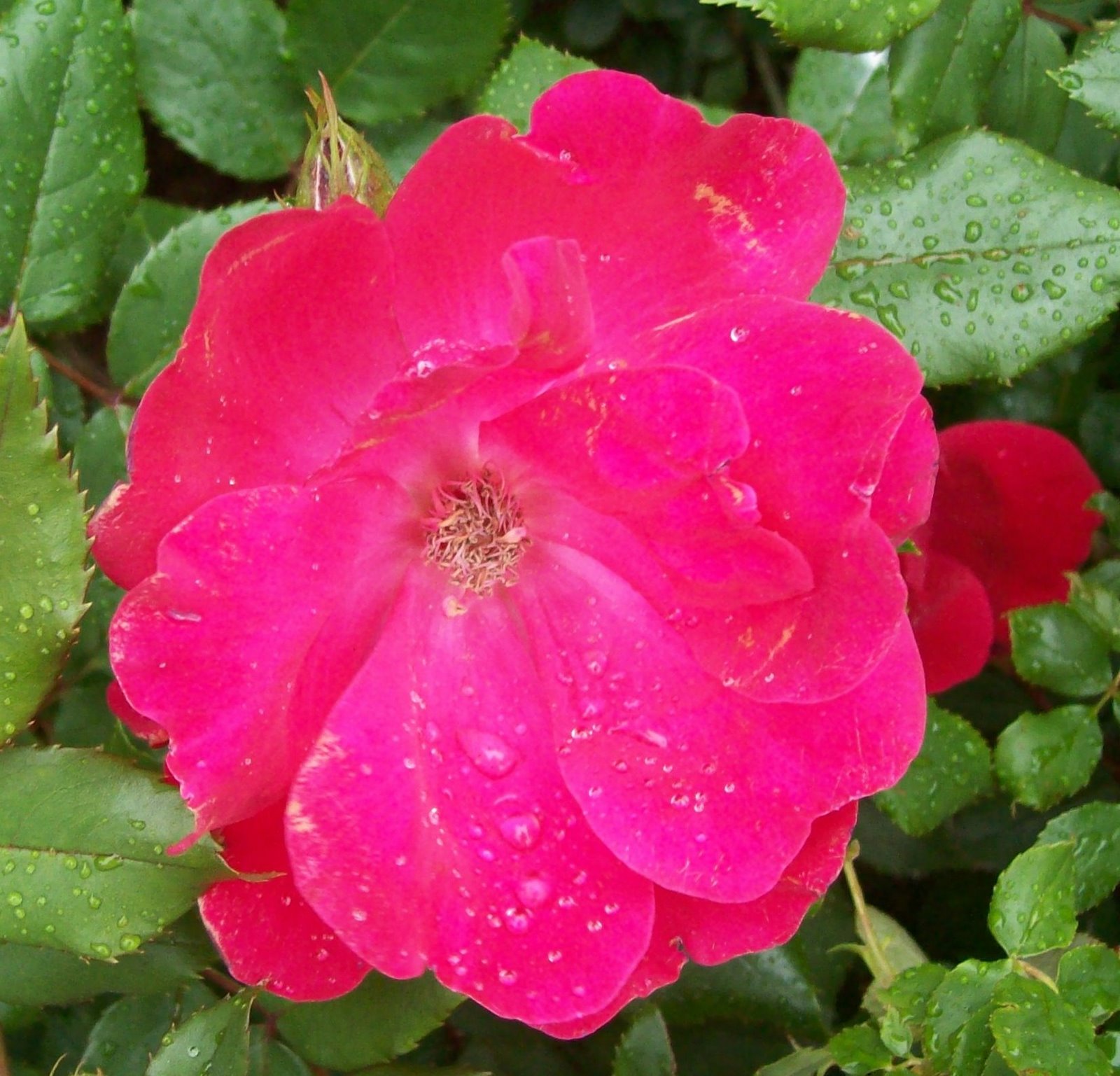 [red+rose+and+raindrops.jpg]