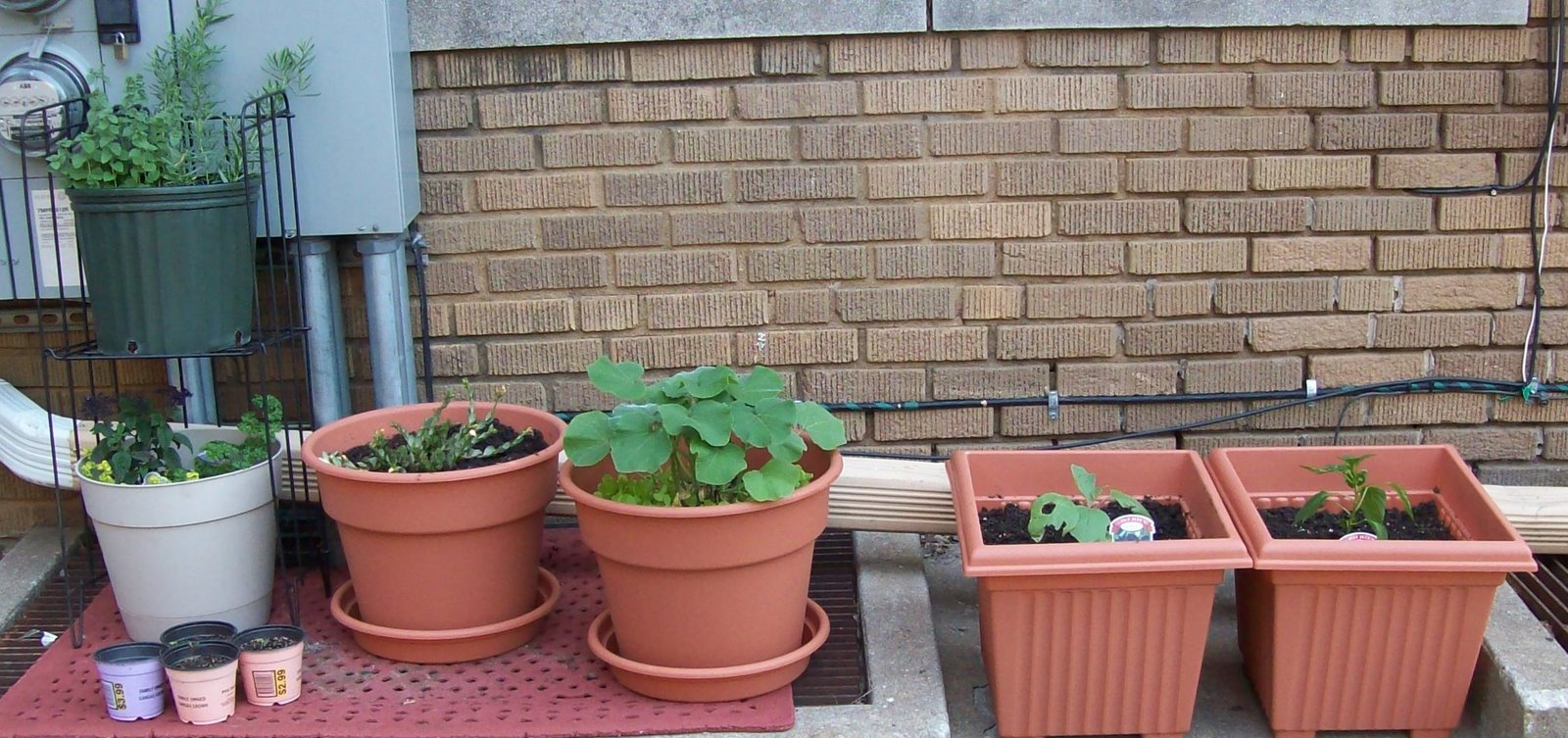 [garden+June+26+new+pots.JPG]