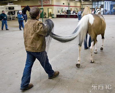 Longest Horse Tail