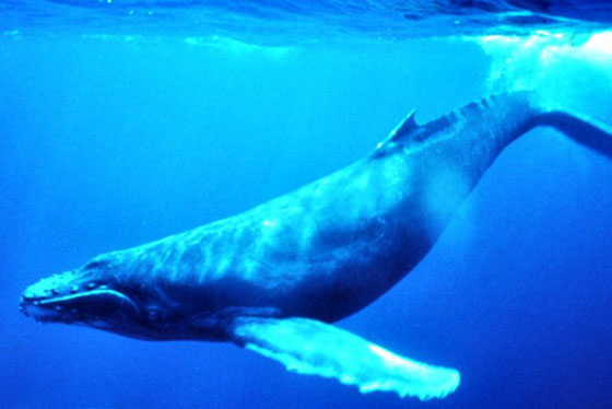 [Humpback_Whale_underwater.jpg]