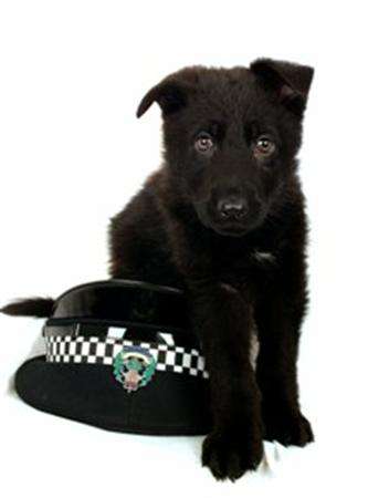 [police_puppy.jpg]