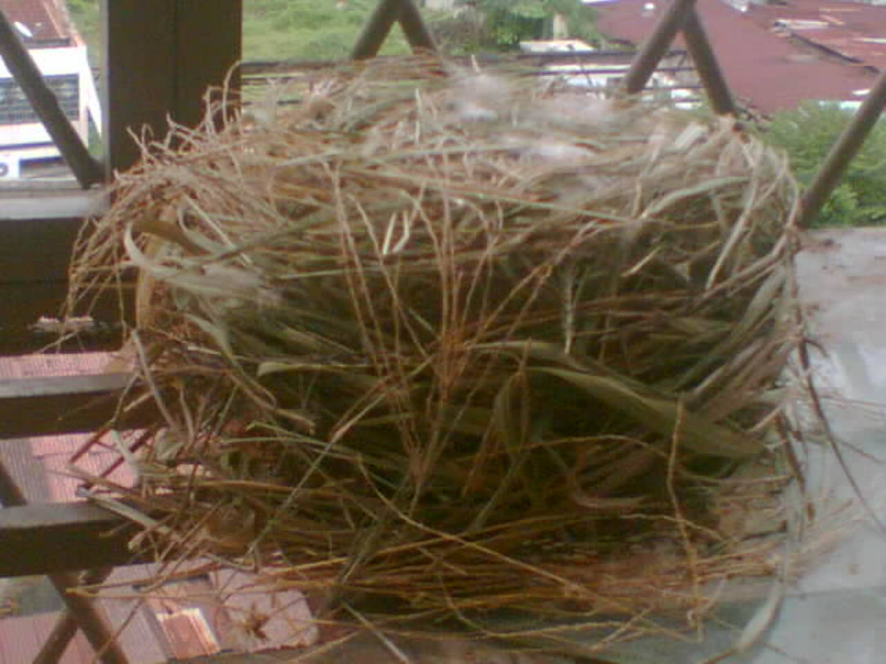 [bird+nest2.jpg]