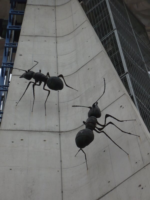 Hormigas en el Parque de las Ciencias