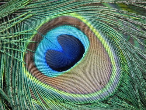 [peacock-eye.jpg]