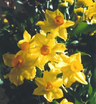 [3-10+daffodils.jpg]