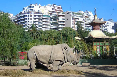 [rinoceronte+zoologico.jpg]