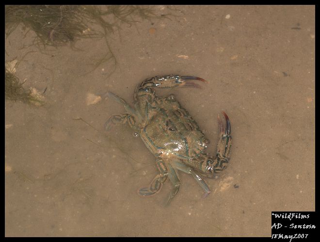 [crab1_Sentosa18May2007_11.jpg]