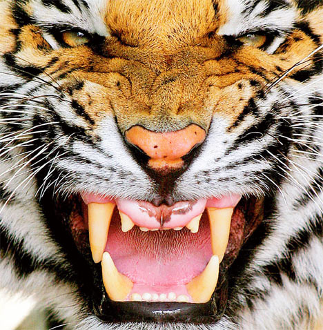 [tiger+teeth.jpg]