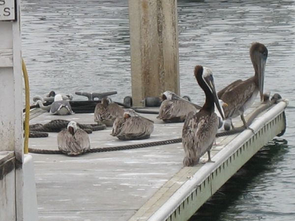 [gray+pelicans.jpg]