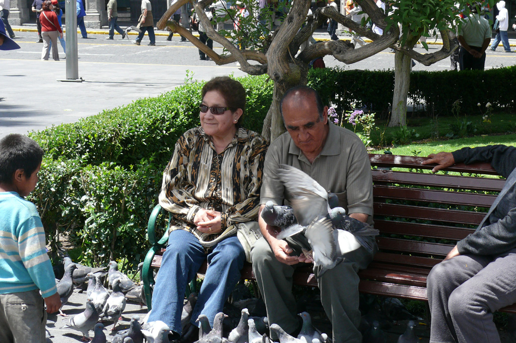 [pigeons+in+park.jpg]