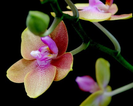 [orchid+4.25+061.jpg]