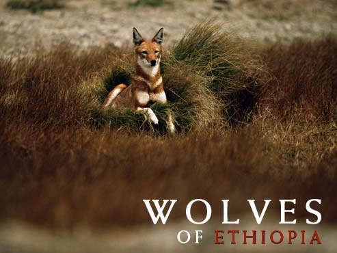 [wolves+of+ethiopia.jpg]