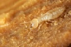 [termite-closeup.jpg]