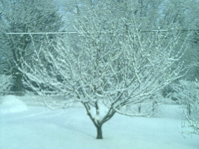 [snow+tree+2+15.JPG]