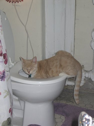 [cat.funny.toilet.jpg]