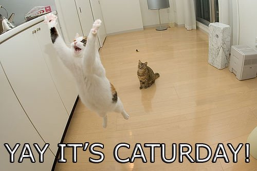 [2cat.caturday.funny.jpg]