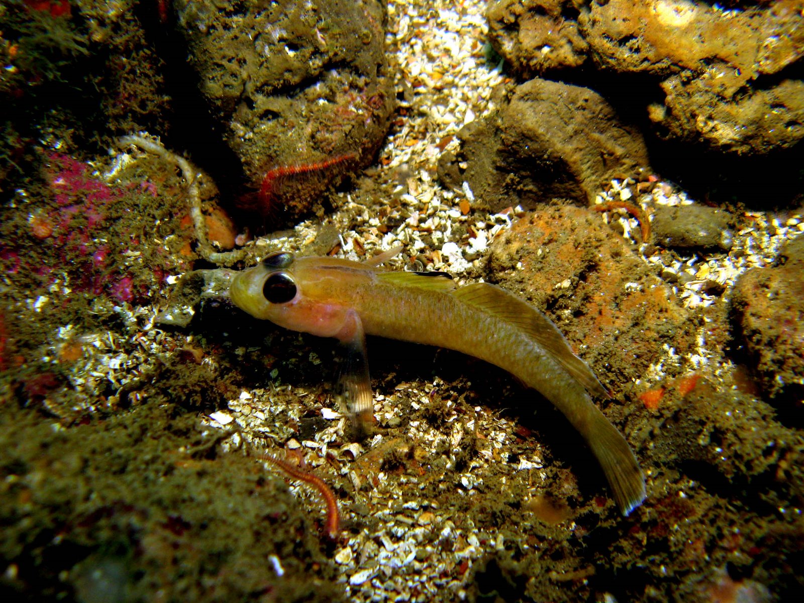 [Black-eyed+Goby+(Coryphopterus+nicholas)+and+Daisy+Brittle+Star+(Ophiopholis+aculeata)+(1).jpg]