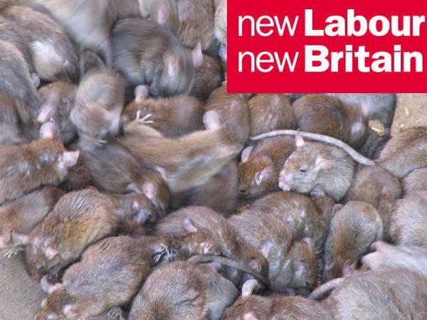 [Labour+rats.JPG]
