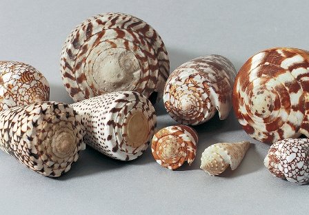 [seashells.jpg]