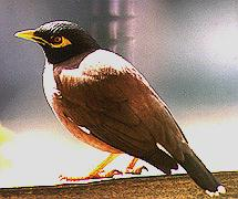[indian_myna.png]