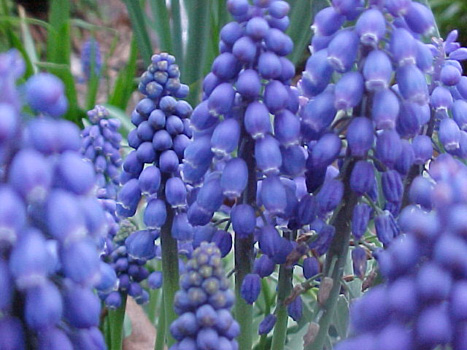 [hyacinthgrape.jpg]