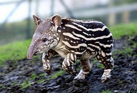 [tapir_baby.jpg]