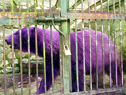[purple+bear.jpg]