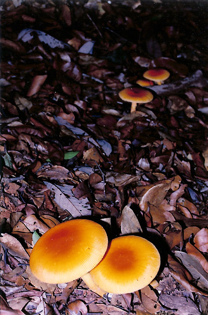 Flourescent mushroom on the forest floor of Pushpagiri wildlife sanctuary in Kodagu (Coorg) District along the trek to Kumara Parvata peak from Beedihalli