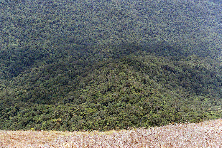Rainforests of Pushpagiri wildlife sanctuary in Western Ghats