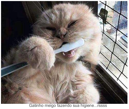 [gato+escovando+os+dentes.jpg]