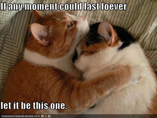 [funny-pictures-cat-hug-moment-forever.jpg]