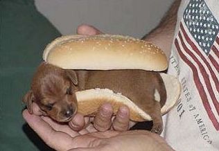 [getmsg-The+hot+dog.jpg]