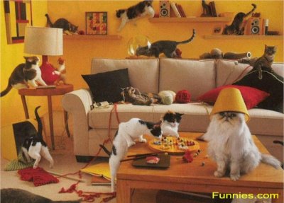 [cat+parties.jpg]