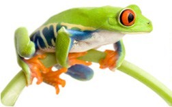 [leap+frog.jpg]