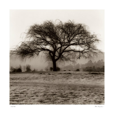 [B1302~Willow-Tree-Posters.jpg]