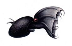 [230px-Vampyroteuthis_illustration.jpg]