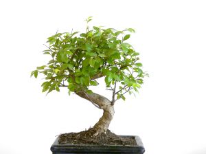 [766548_bonsai_tree.jpg]