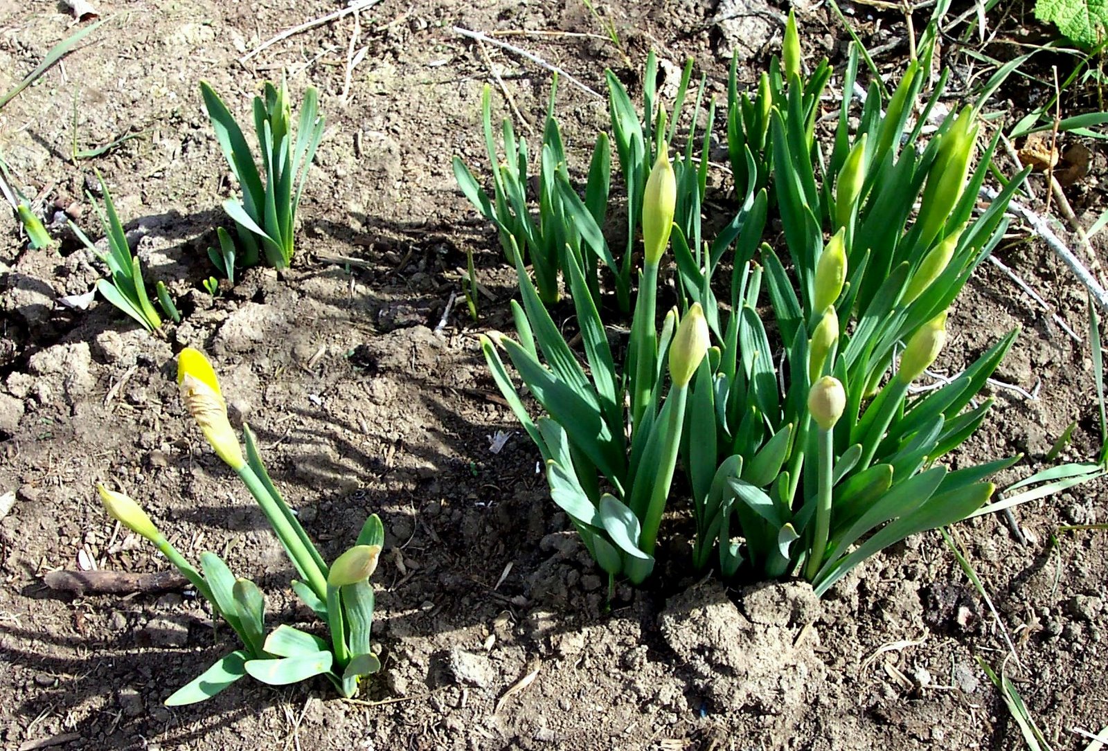 [emerging+daffodils1.jpg]