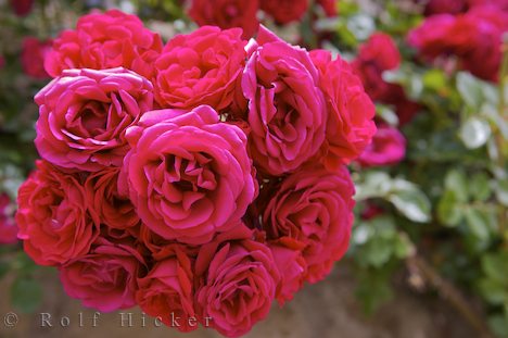 [rose-bush_11922.jpg]