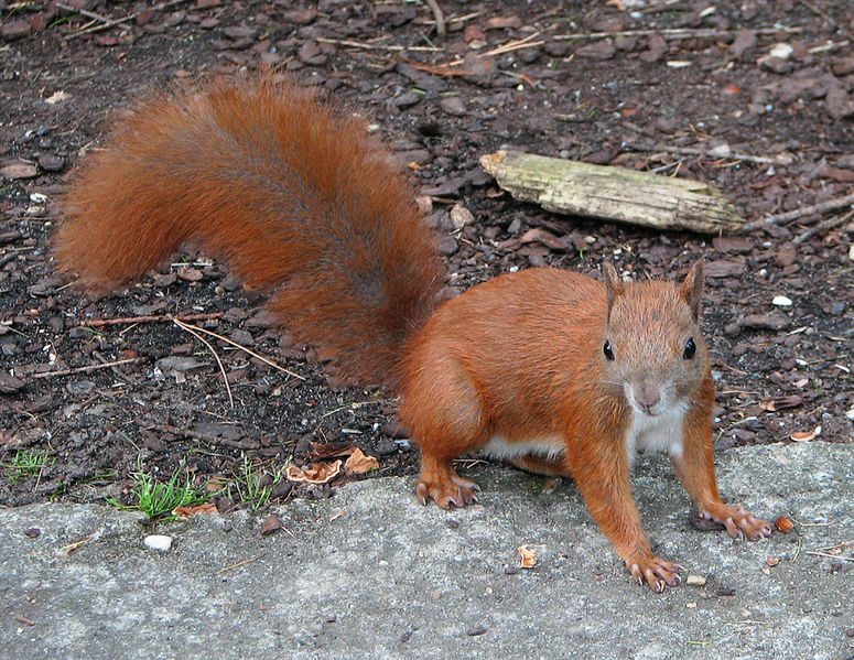 [775px-Red_squirrel_(Sciurus_vulgaris).jpg]