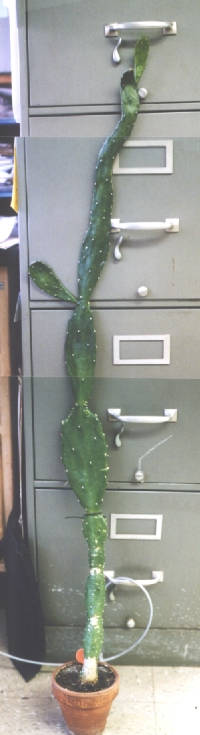 [Cactus+Picture]