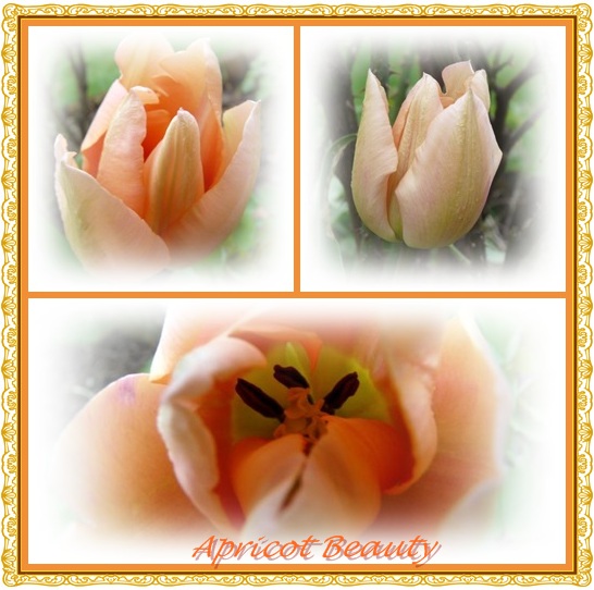 [Apricot+Beauty+Collage.jpg]