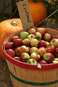 [fall+apples]