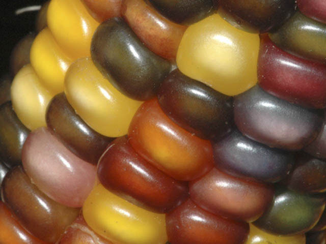 [Indian+corn]