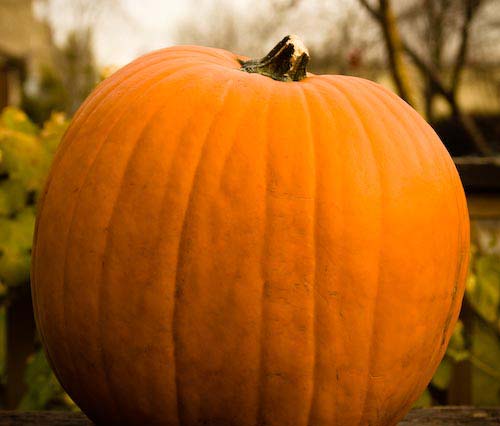 [halloween-pumpkin.jpg]