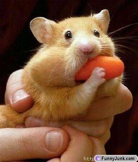 [mouse:carrot.jpg]