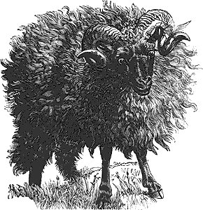 [welsh+black+sheep.bmp]